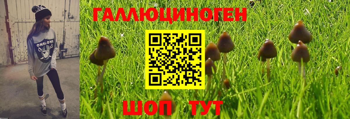 Псилоцибиновые грибы Cubensis Маркс